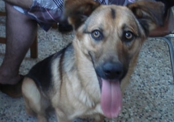 Ozzy (09/2010 - 09/2024)