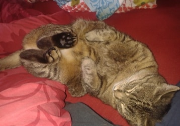 Kira
