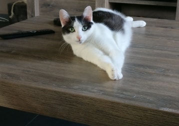Cookie
