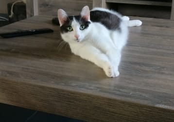 Cookie