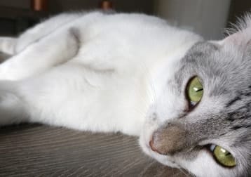 Sammy