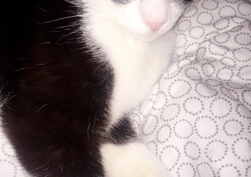 Boris