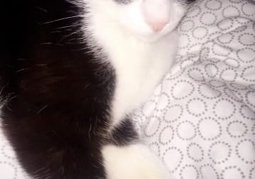 Boris