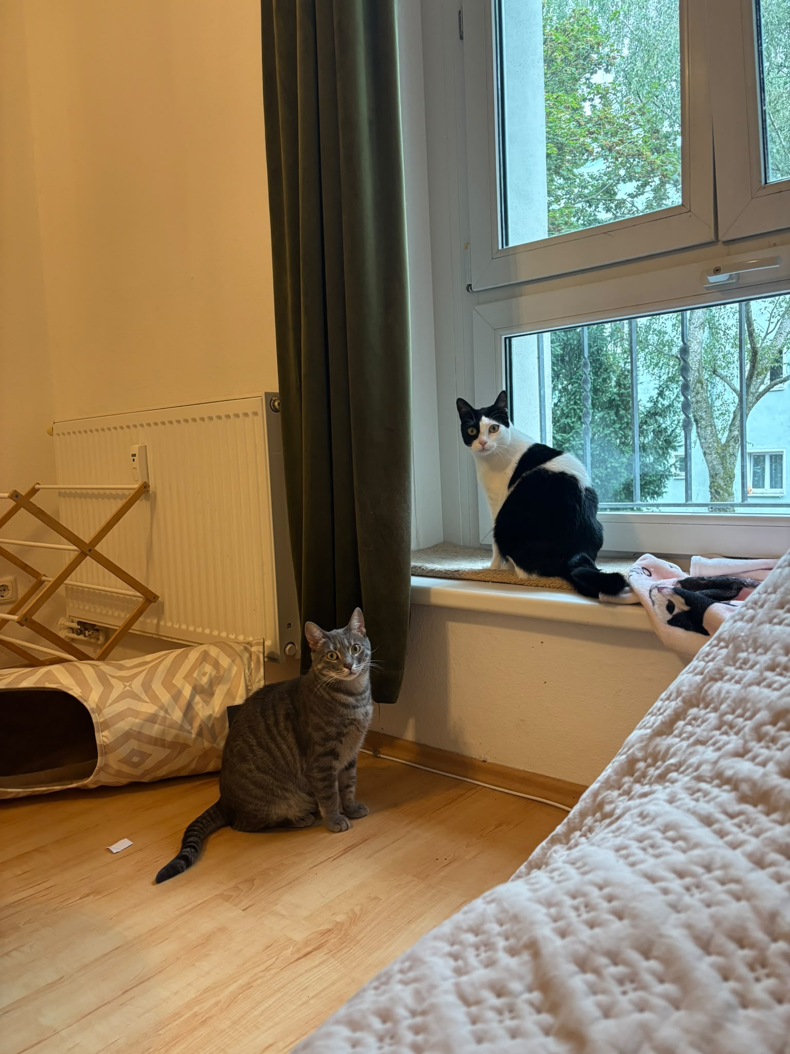 image-7