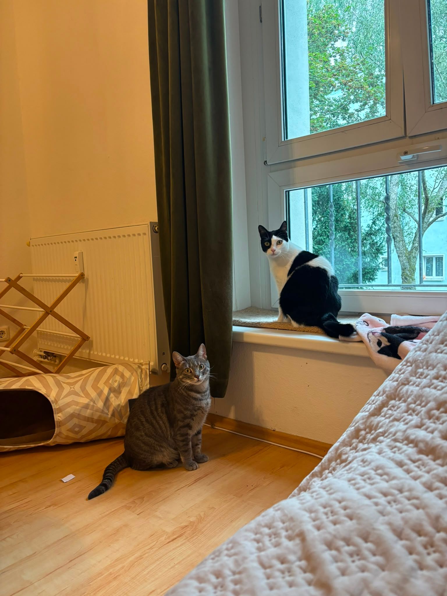 image-7