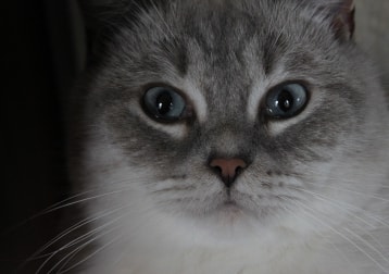 Milo