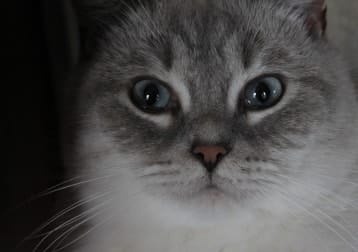 Milo