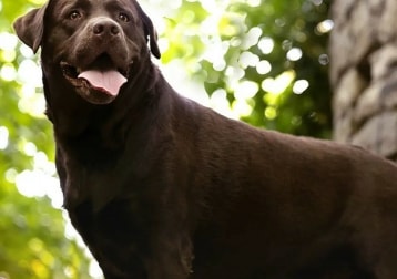 Rasca