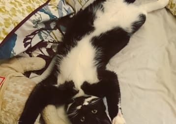 Thomas