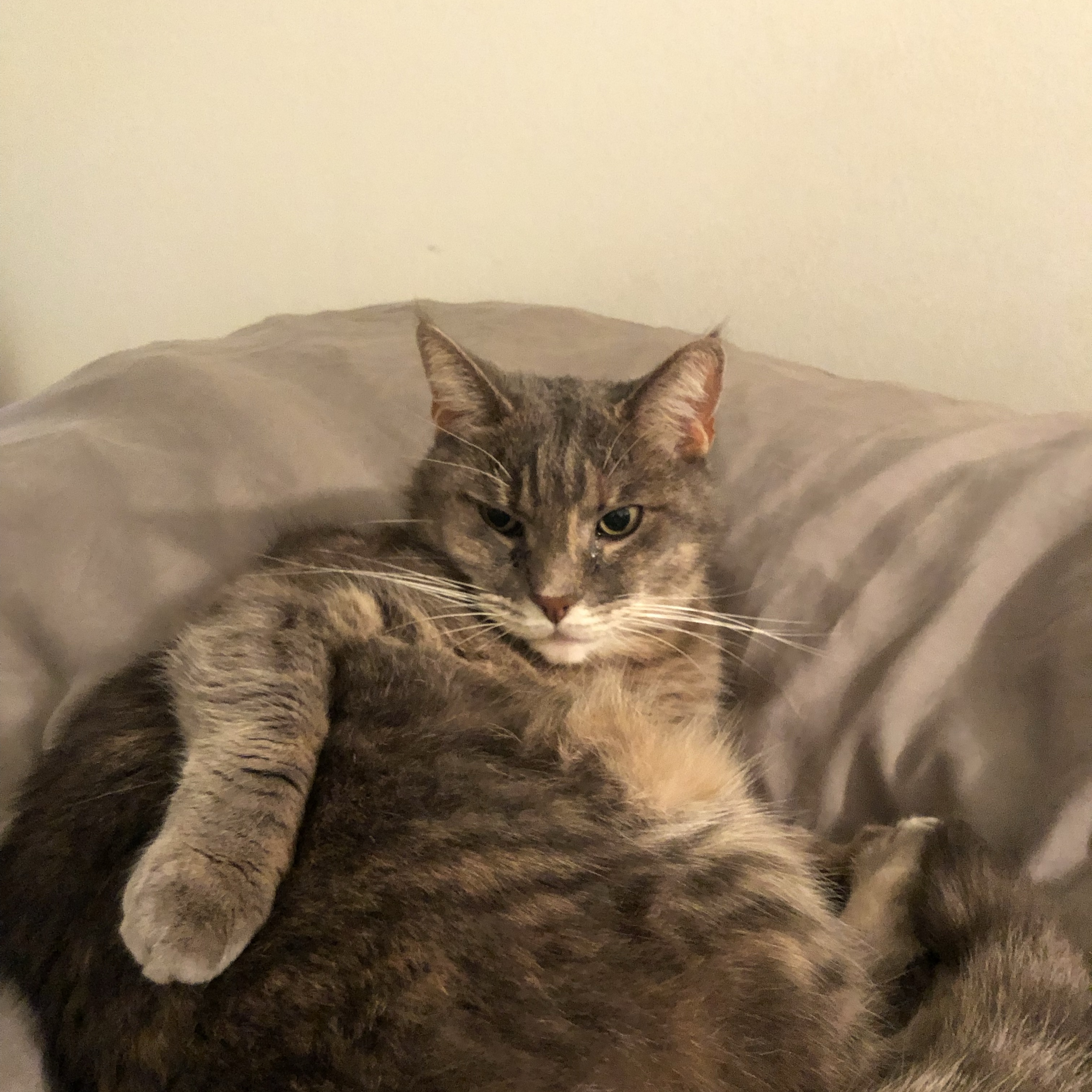 Mimi