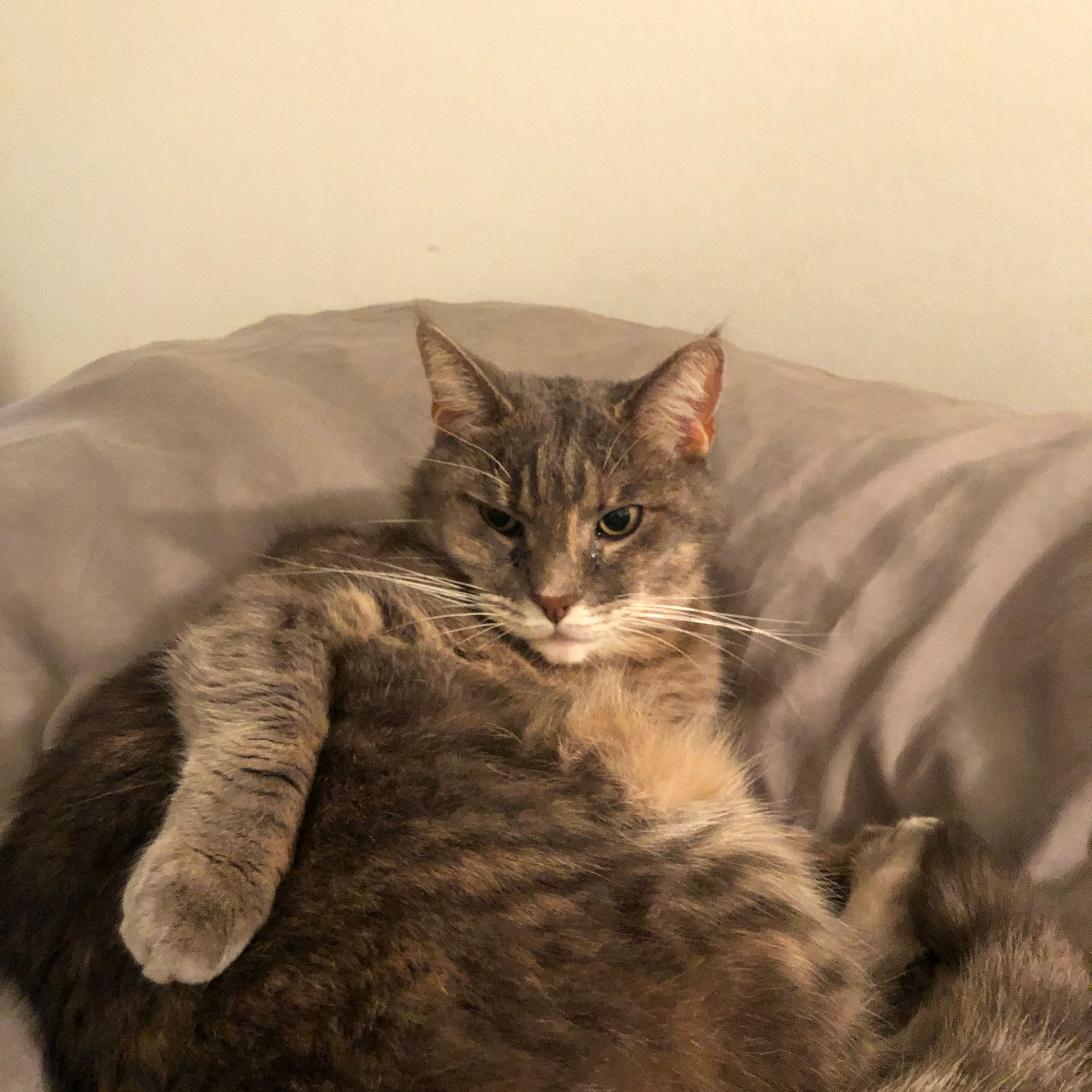 Mimi