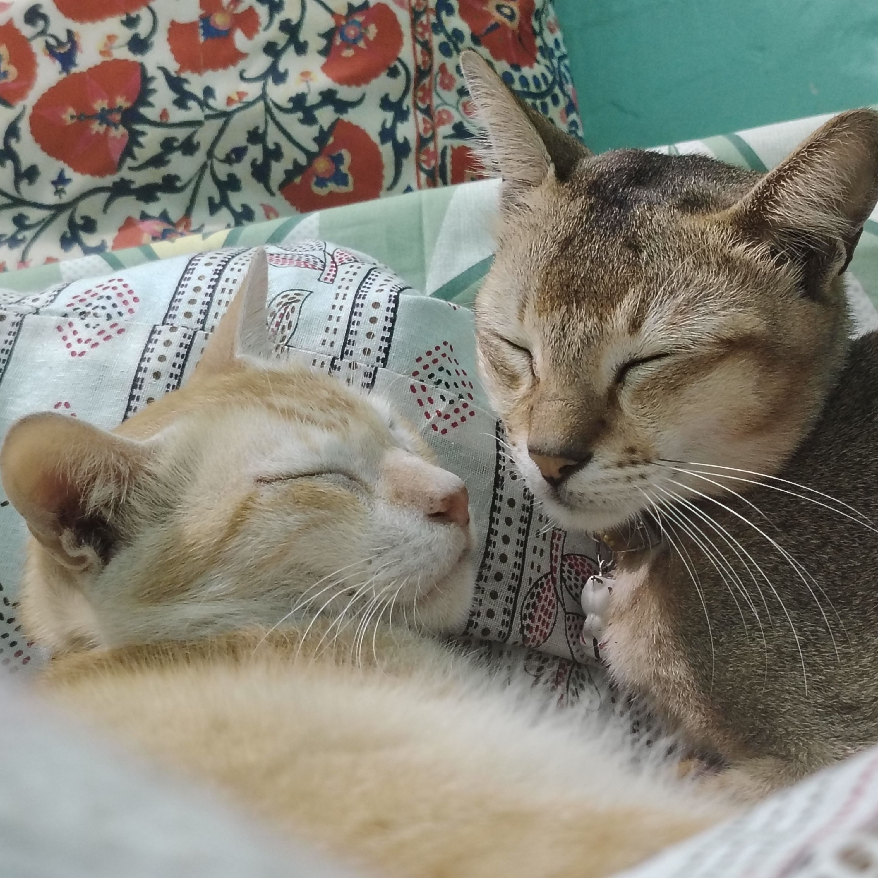 Zizi and Trumphy