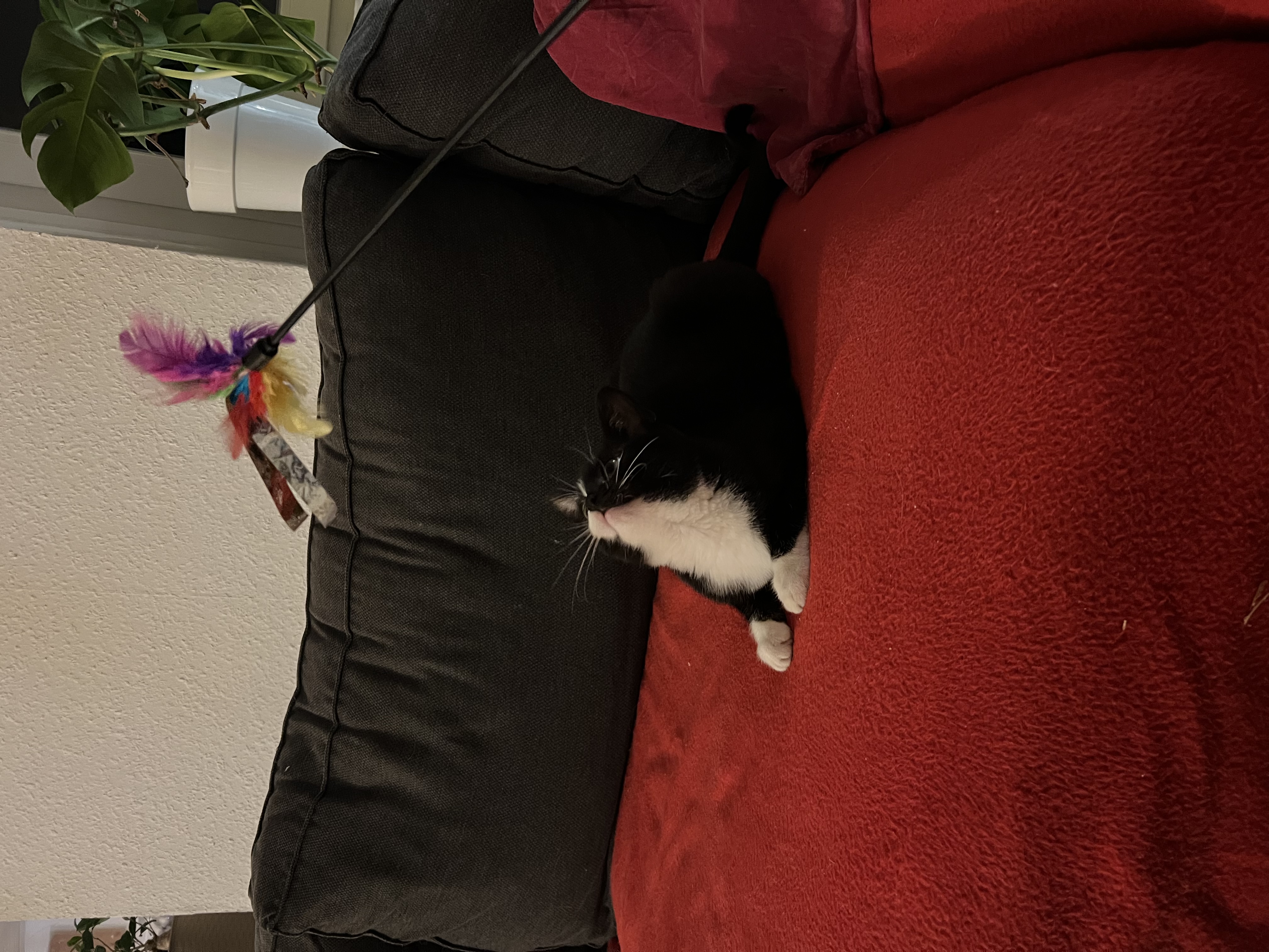 image-7