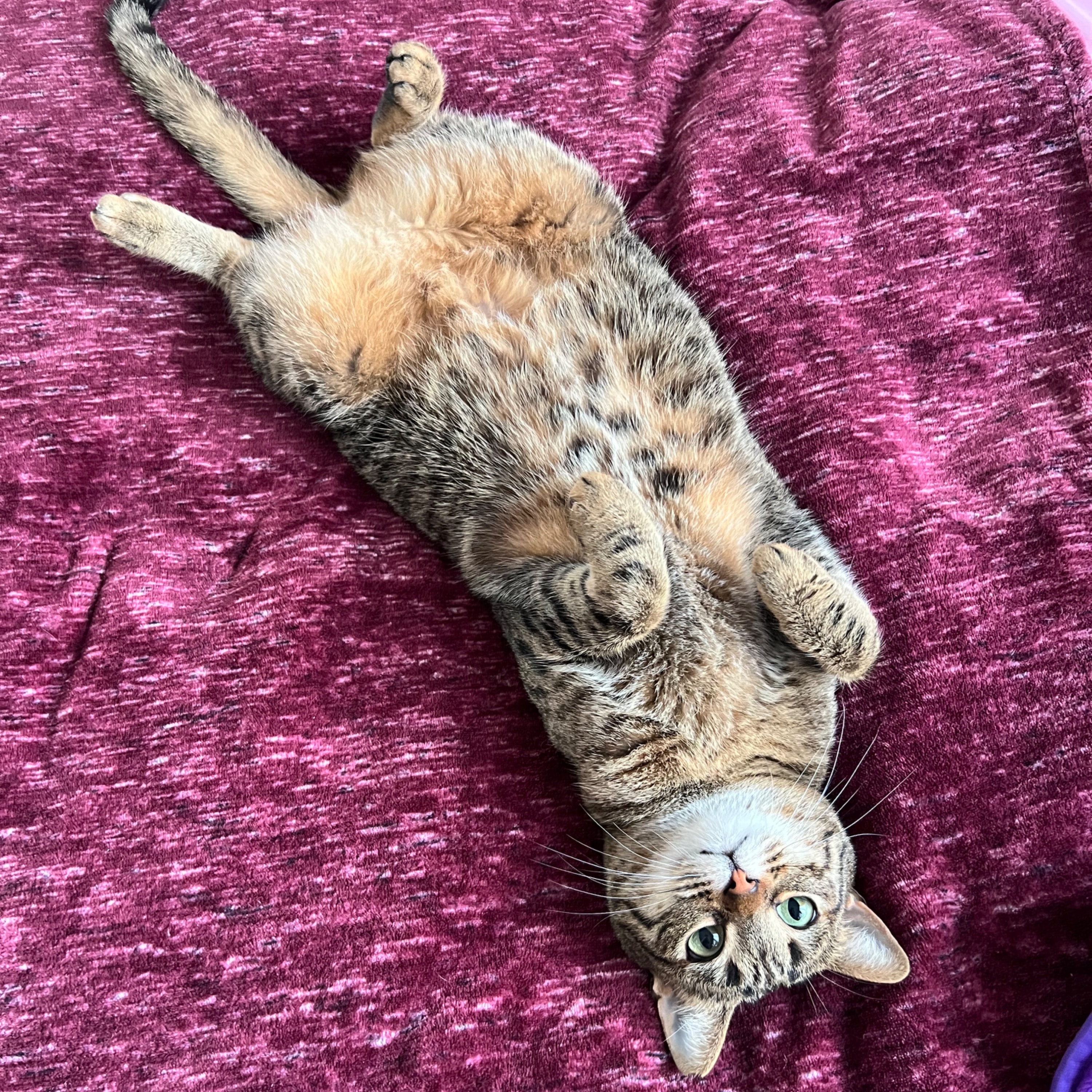 Nala