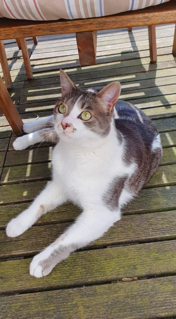 image-7