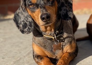 Daisy 