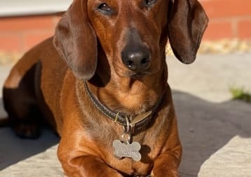 Frankie