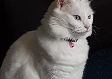 Molly