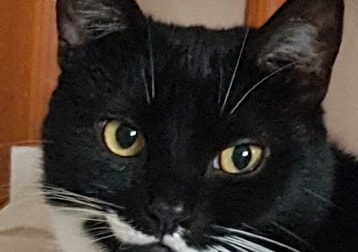 Minnie