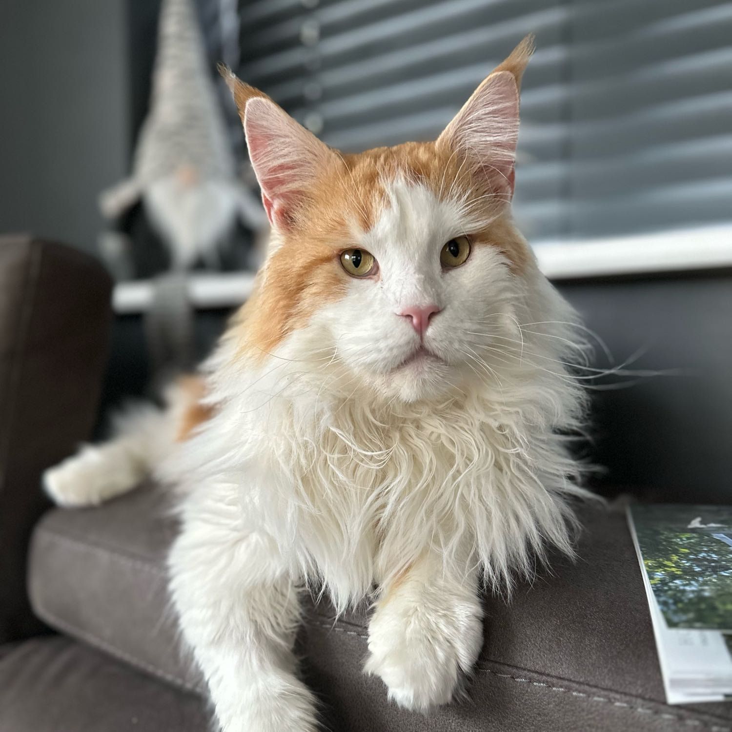 Khan