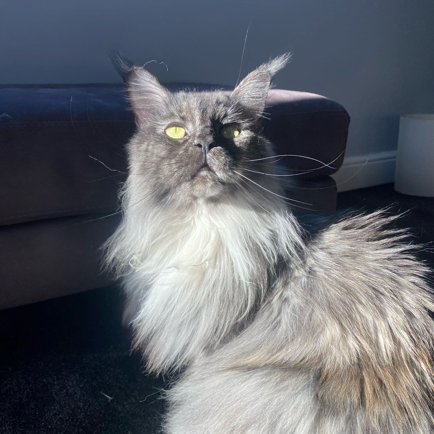 Willow