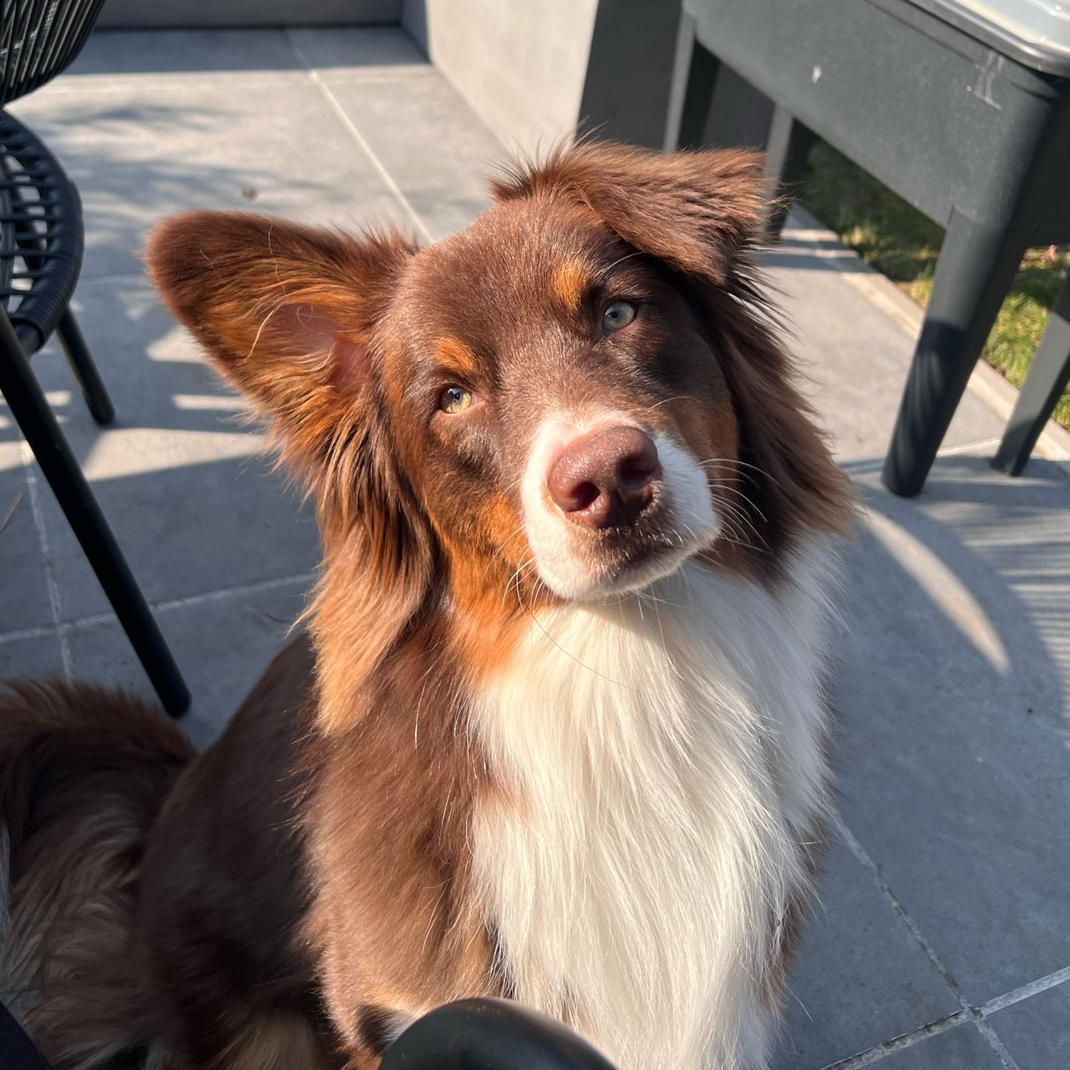 Milo