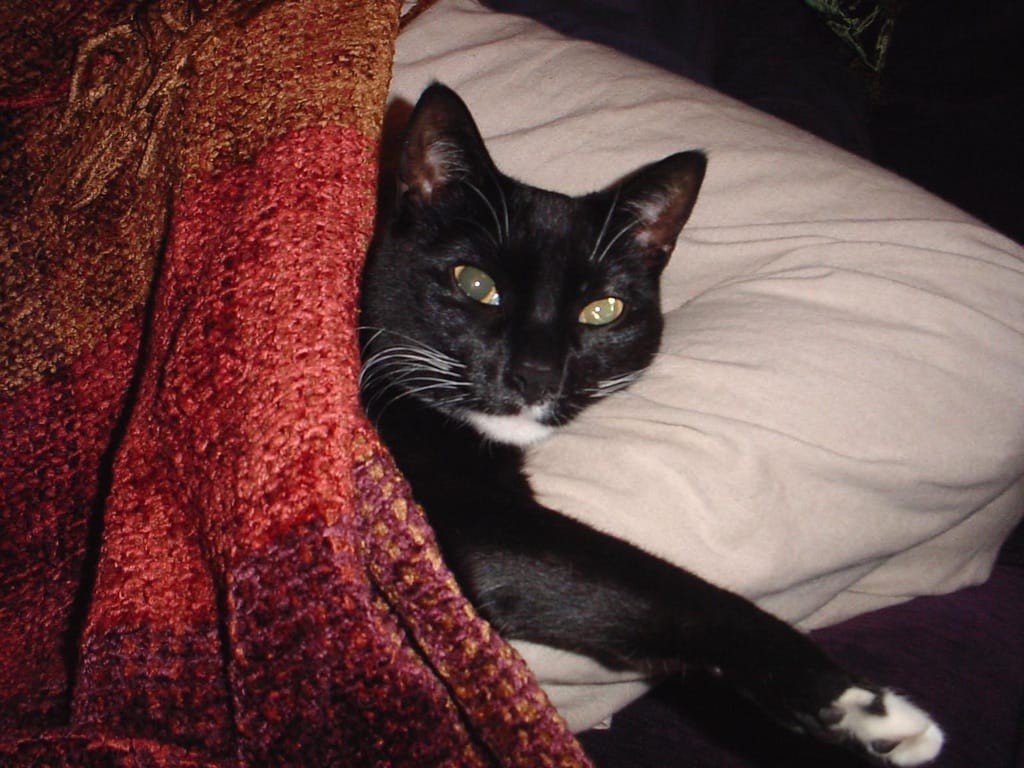 image-7