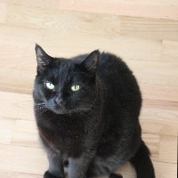 Damisa