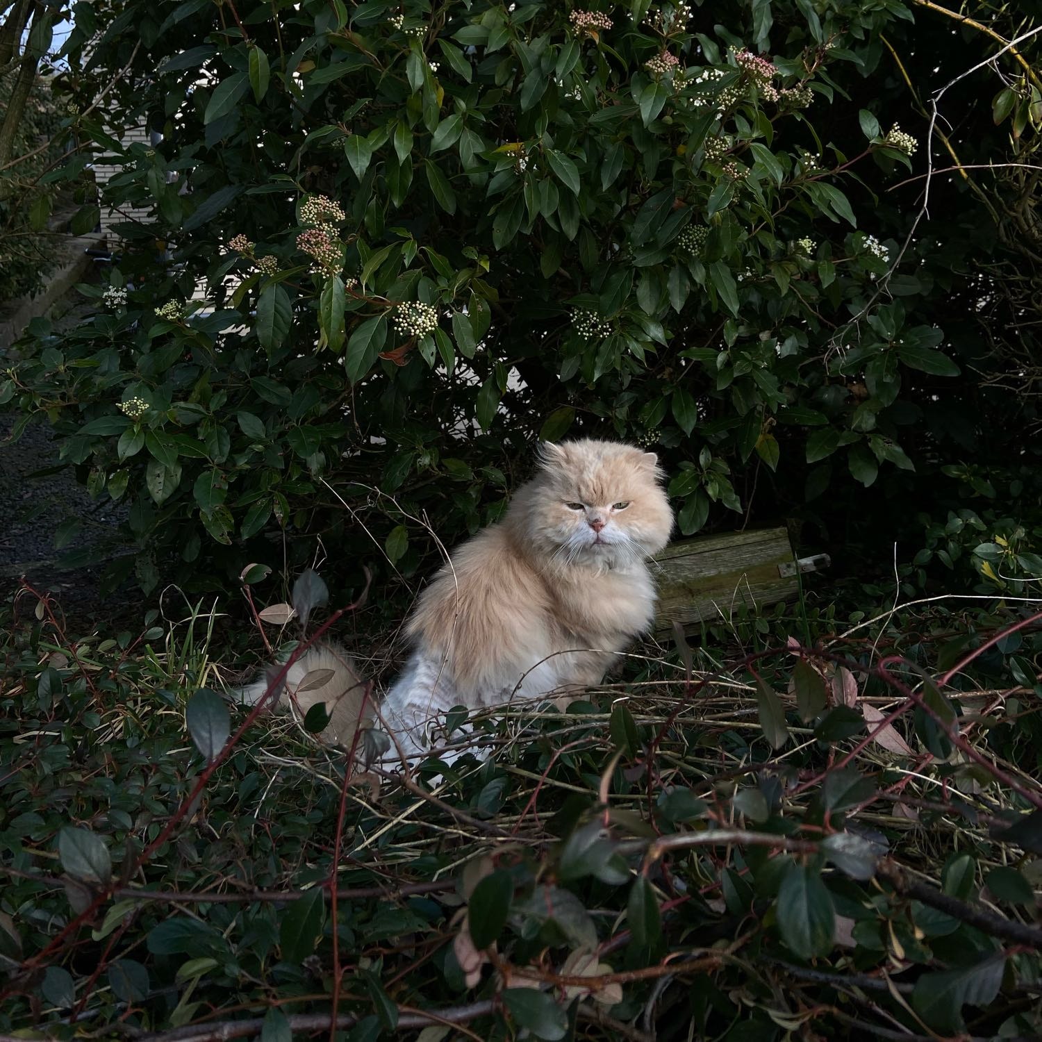 Leo
