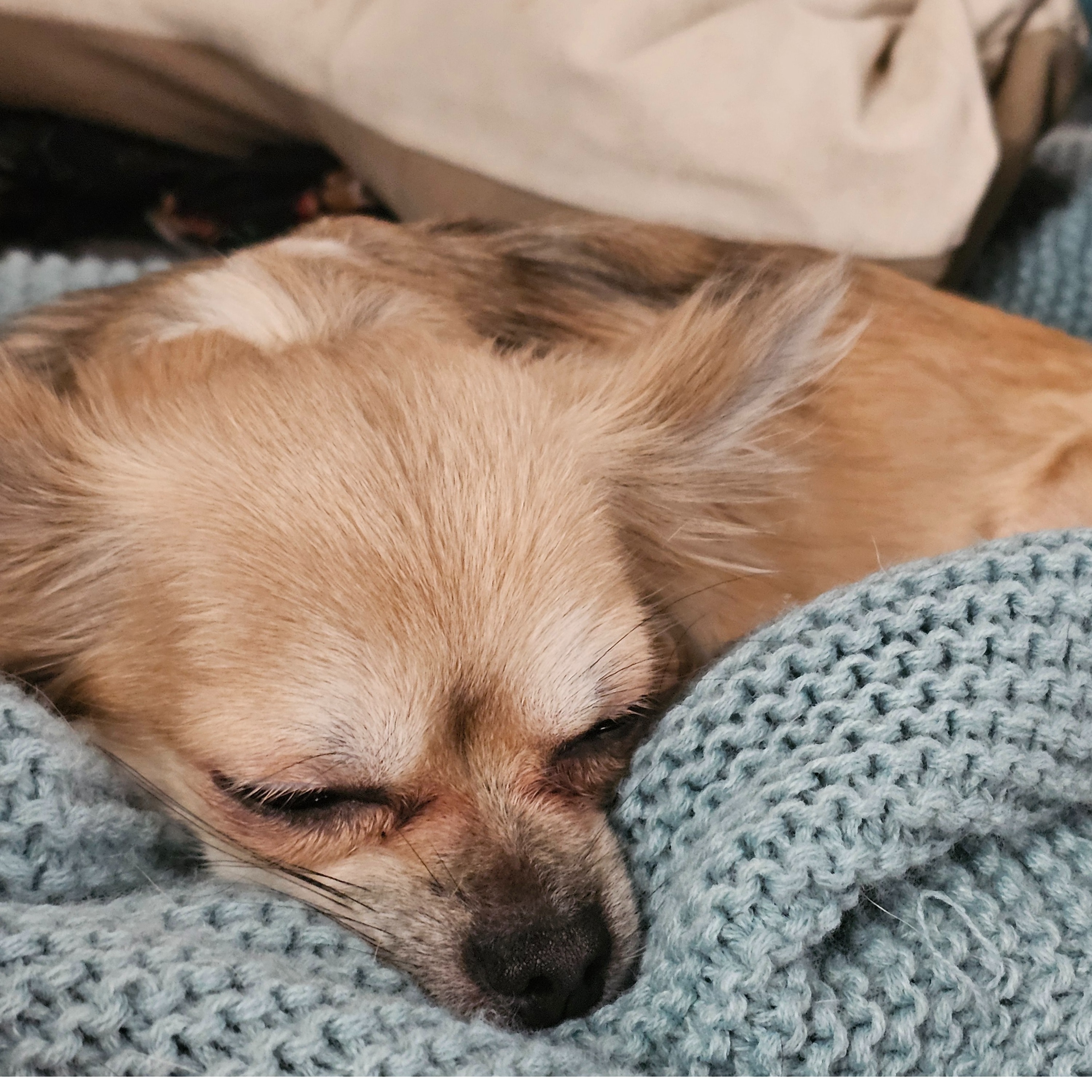 Lila