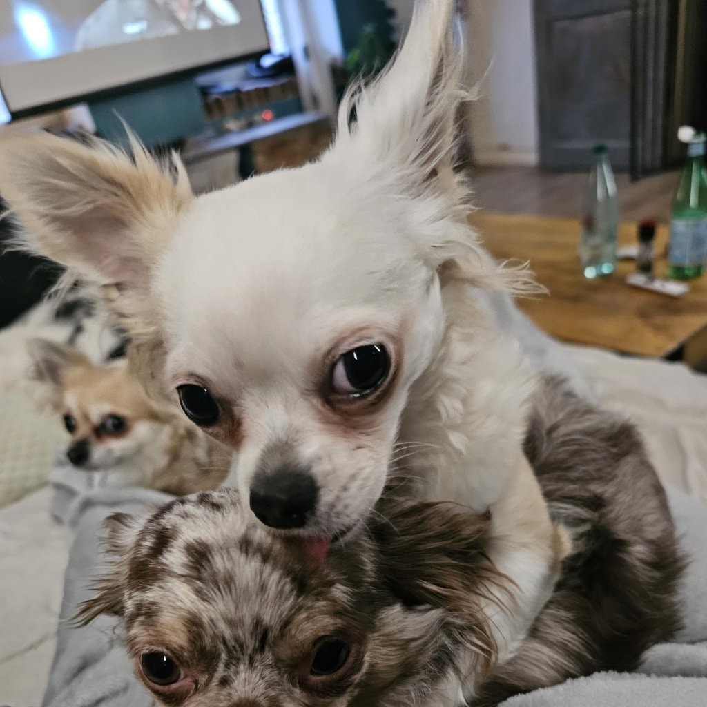Phoebe