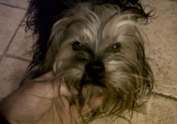 Charlie