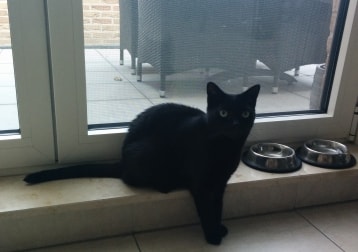Cleo