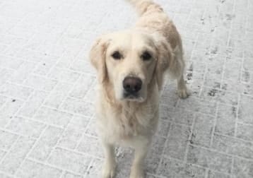Luca