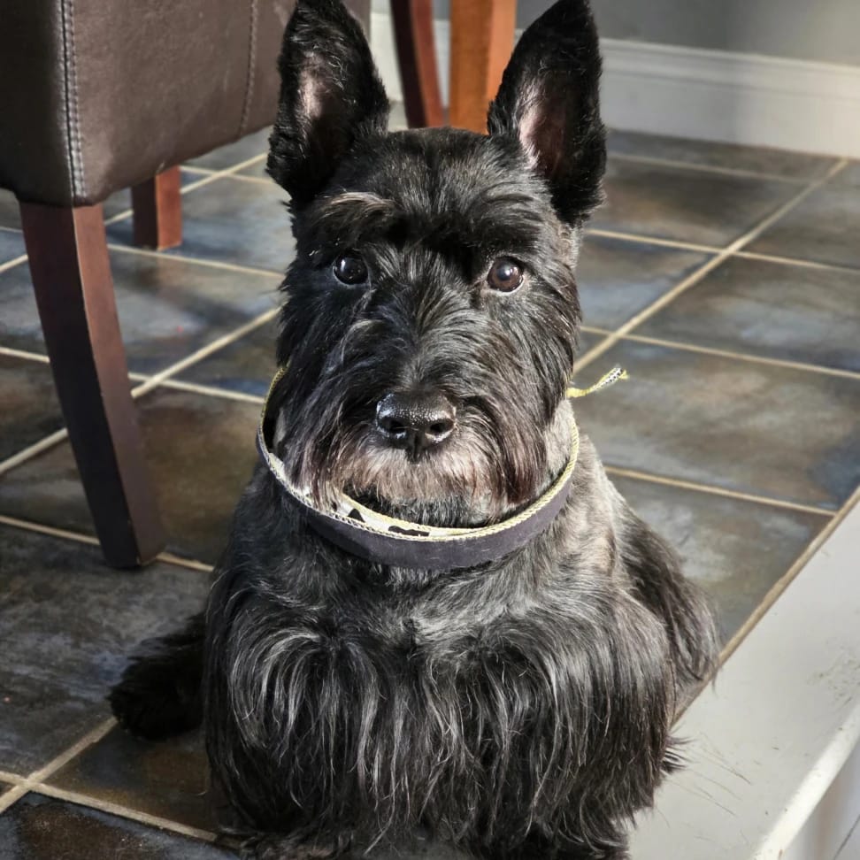 Loki