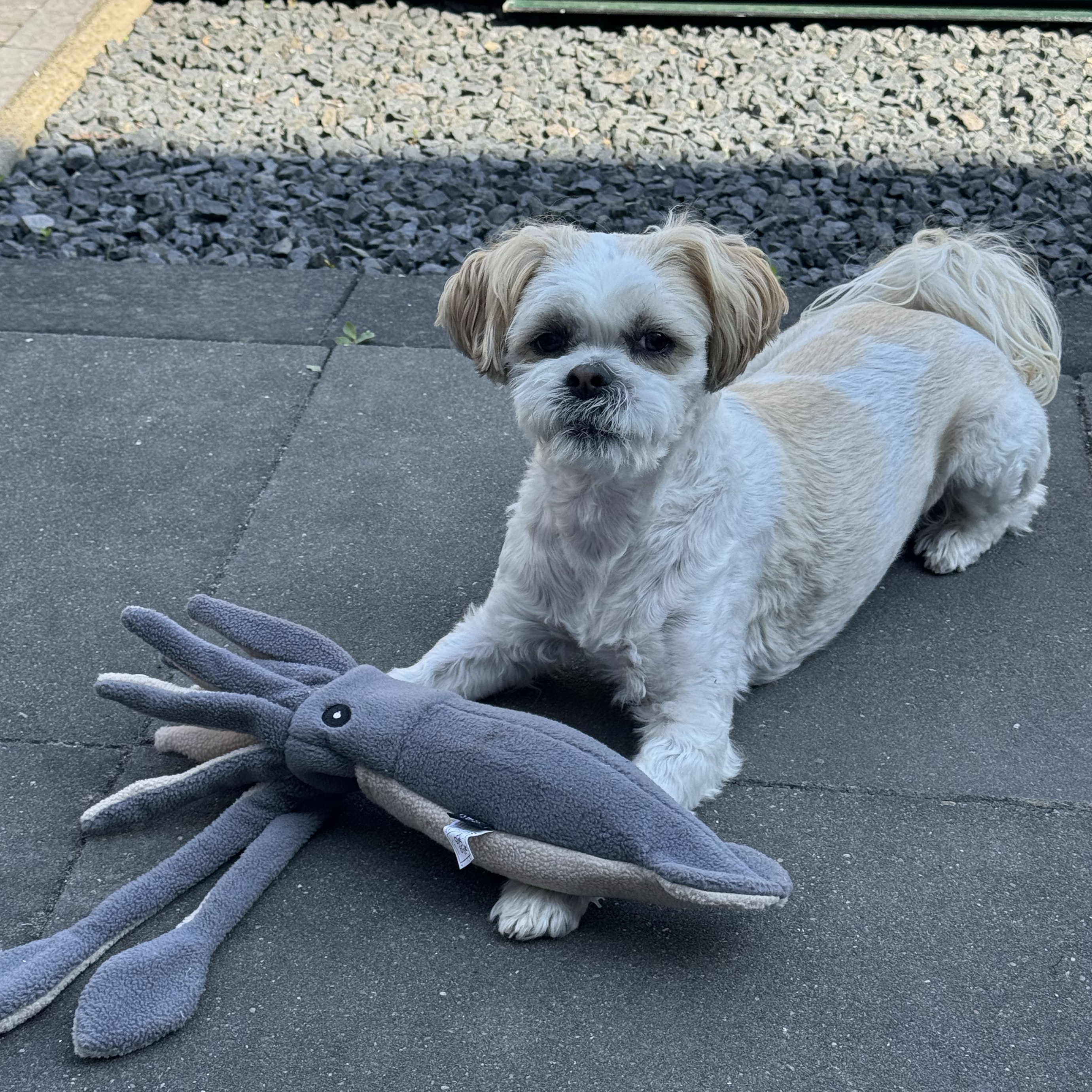 Dogga