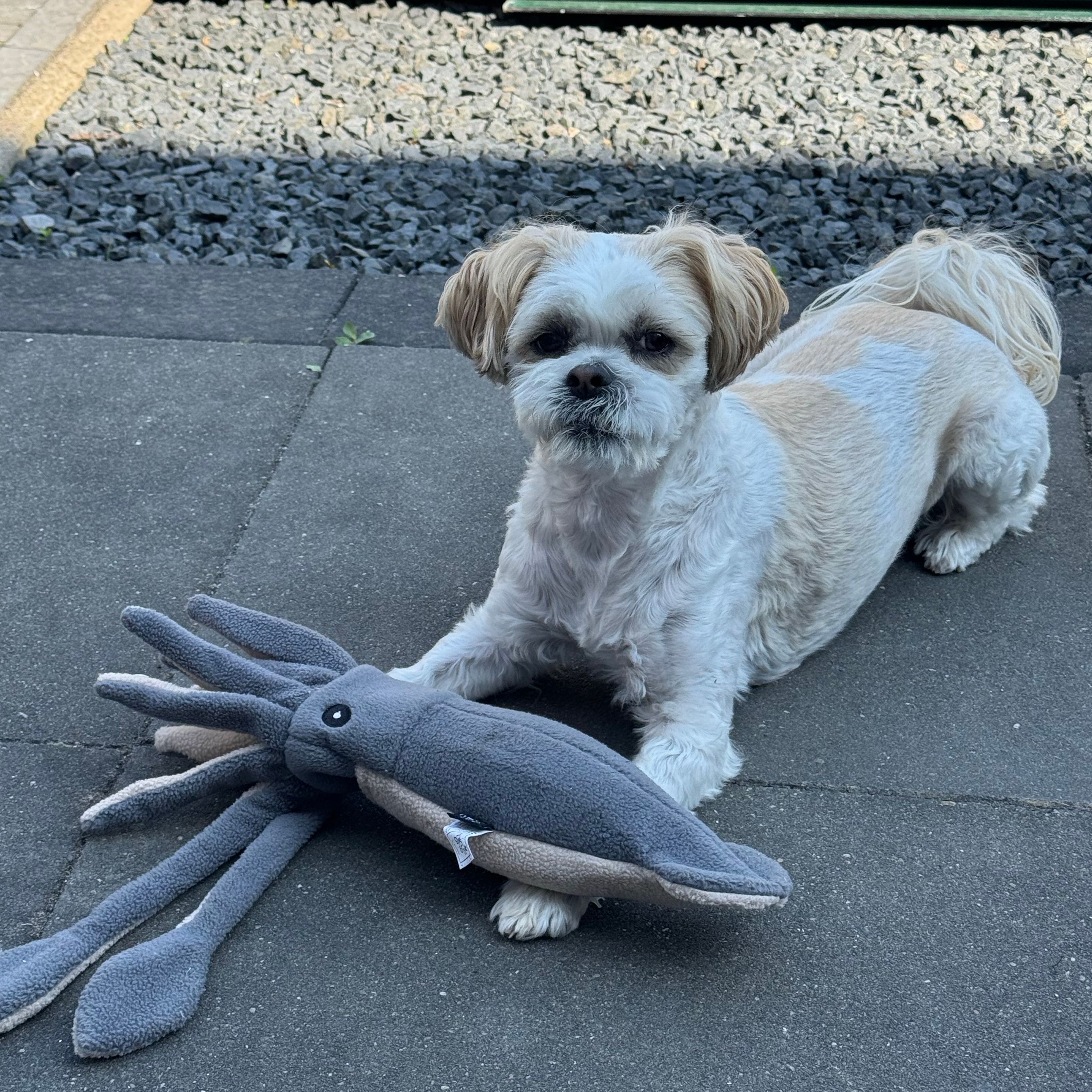 Dogga