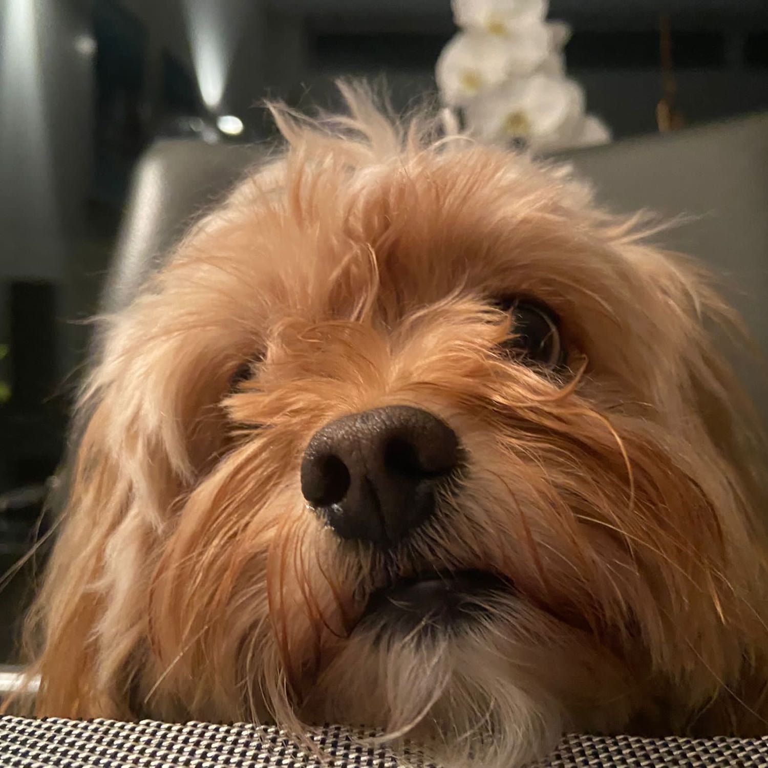 Archie