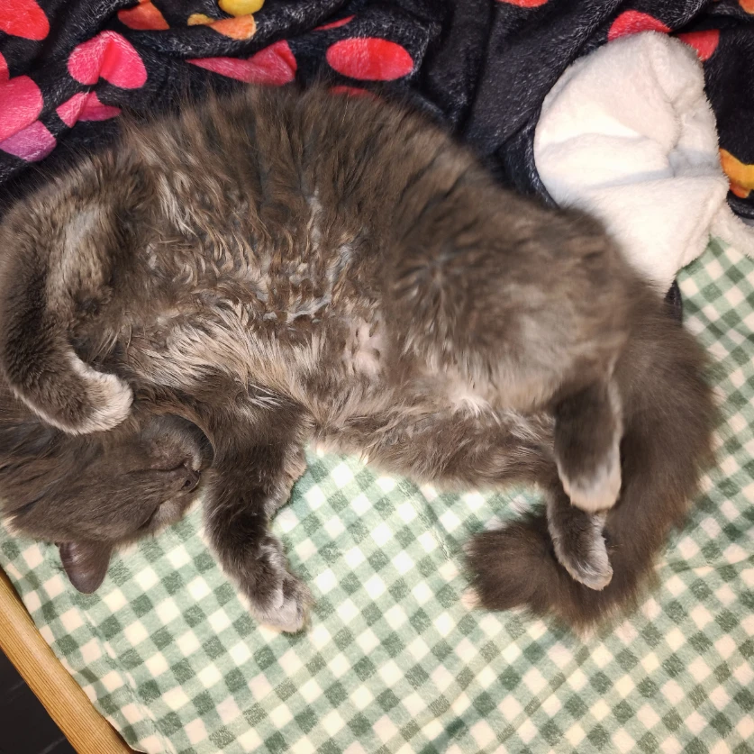 Bella 