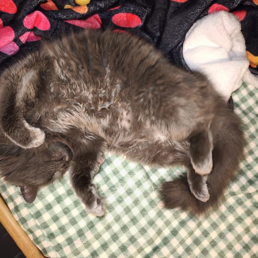 Bella