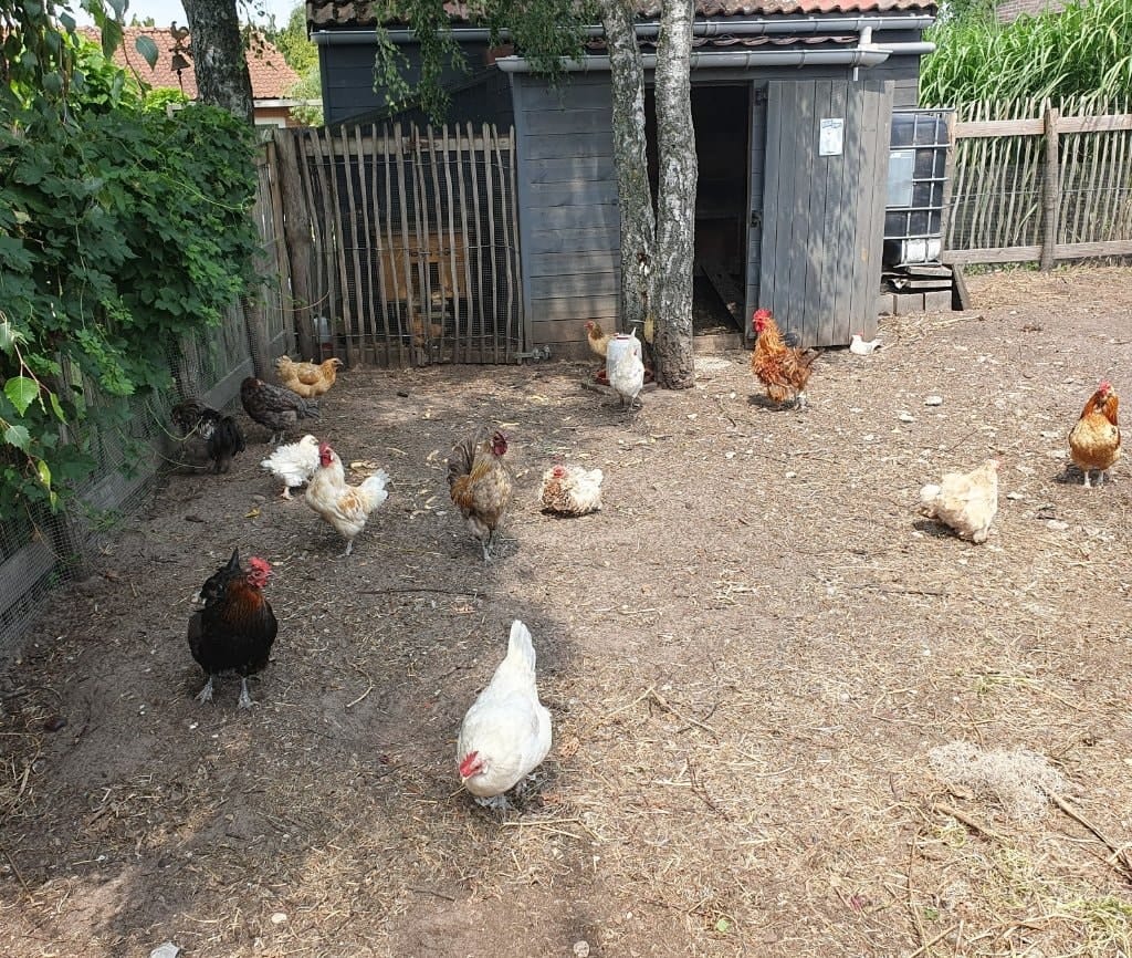 image-6