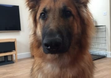 Koba