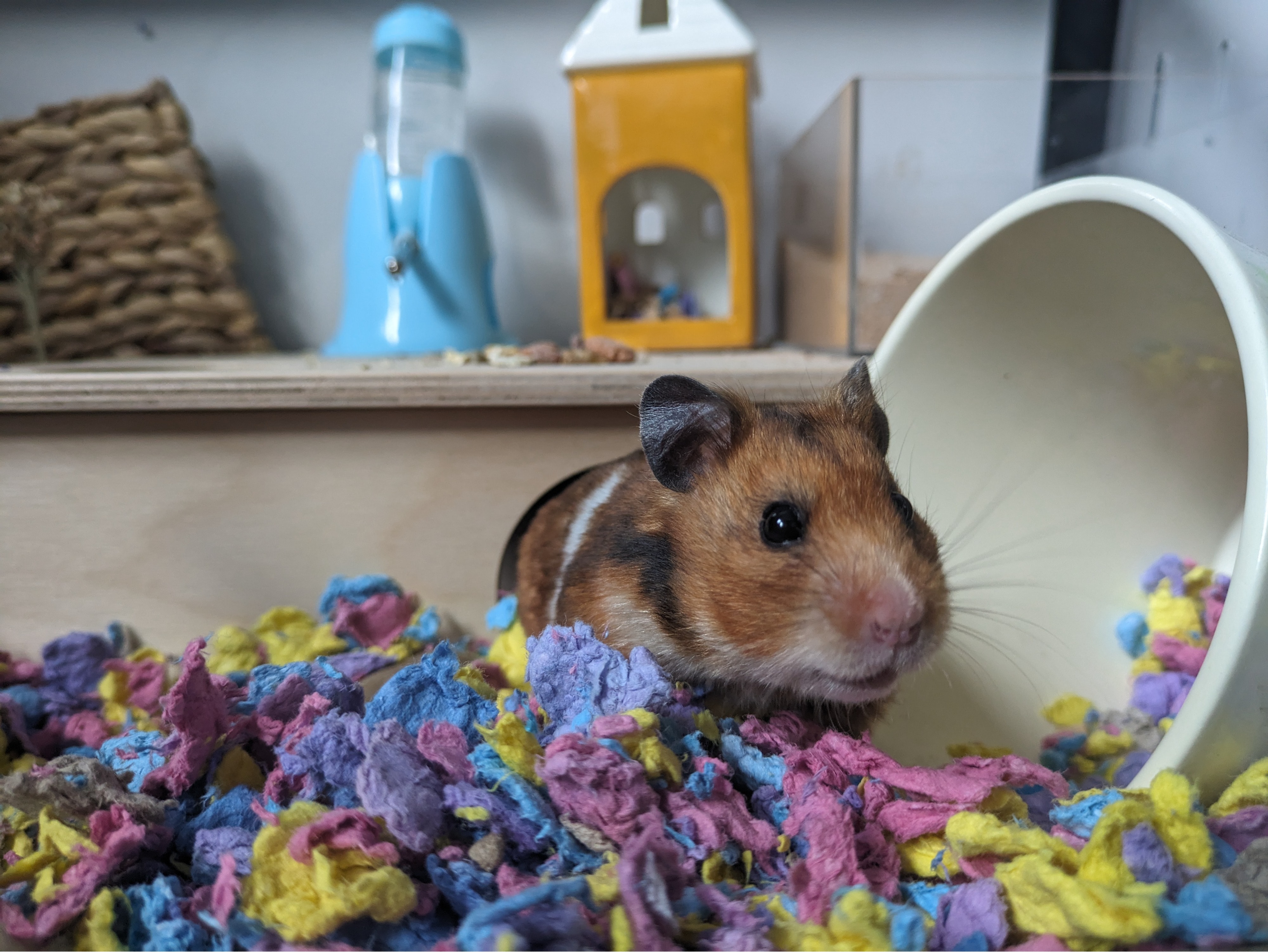 Josie Pet sitter in Newton