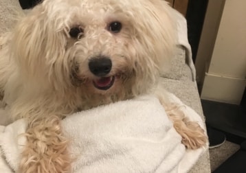 Sammy
