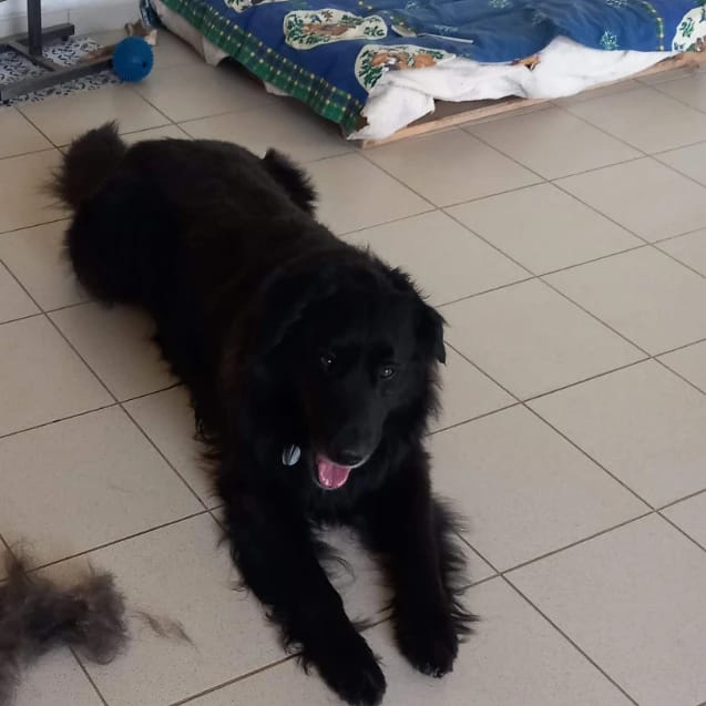 ettore