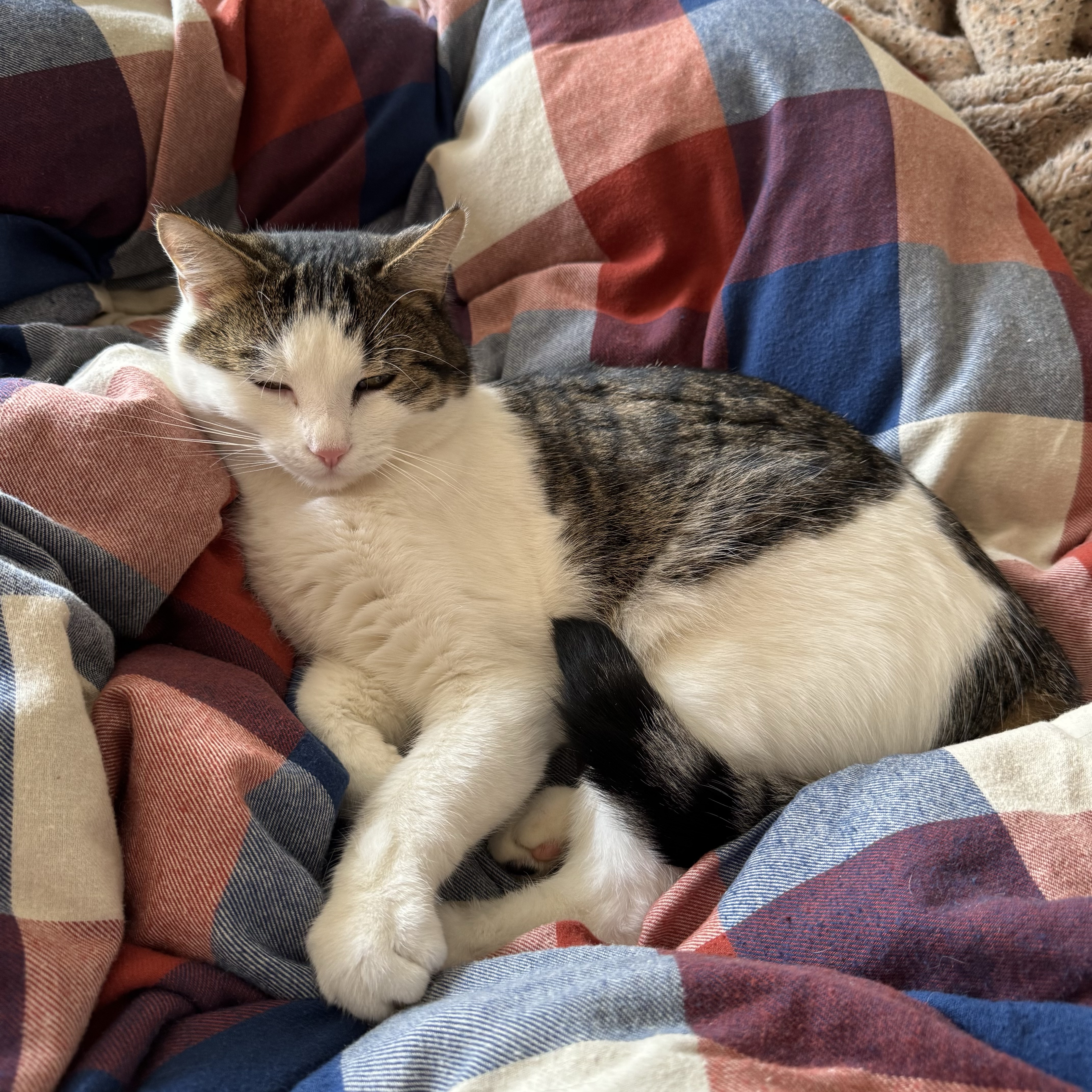 Minzi alias Mr. Minz 