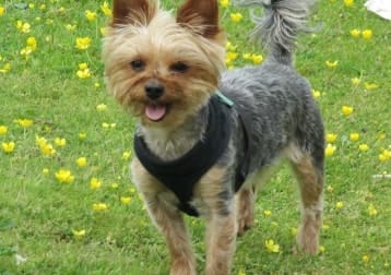 Murphy