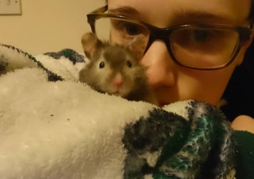 Fibbles