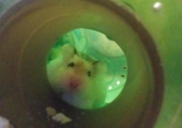 Popcorn
