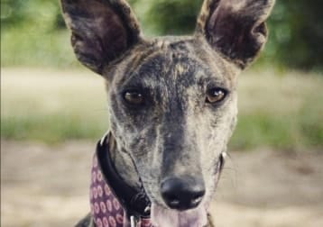 Suki